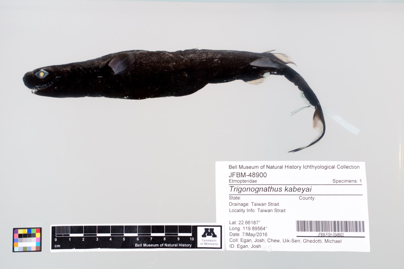Bell Museum specimen photograph of Trigonognathus kabeyai in lateral view; not to scale.