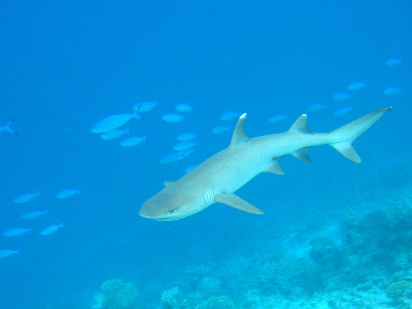 Whitetip reef shark photographed in the Maldives, showing the pale-tipped dorsal and tail fins; not to scale.