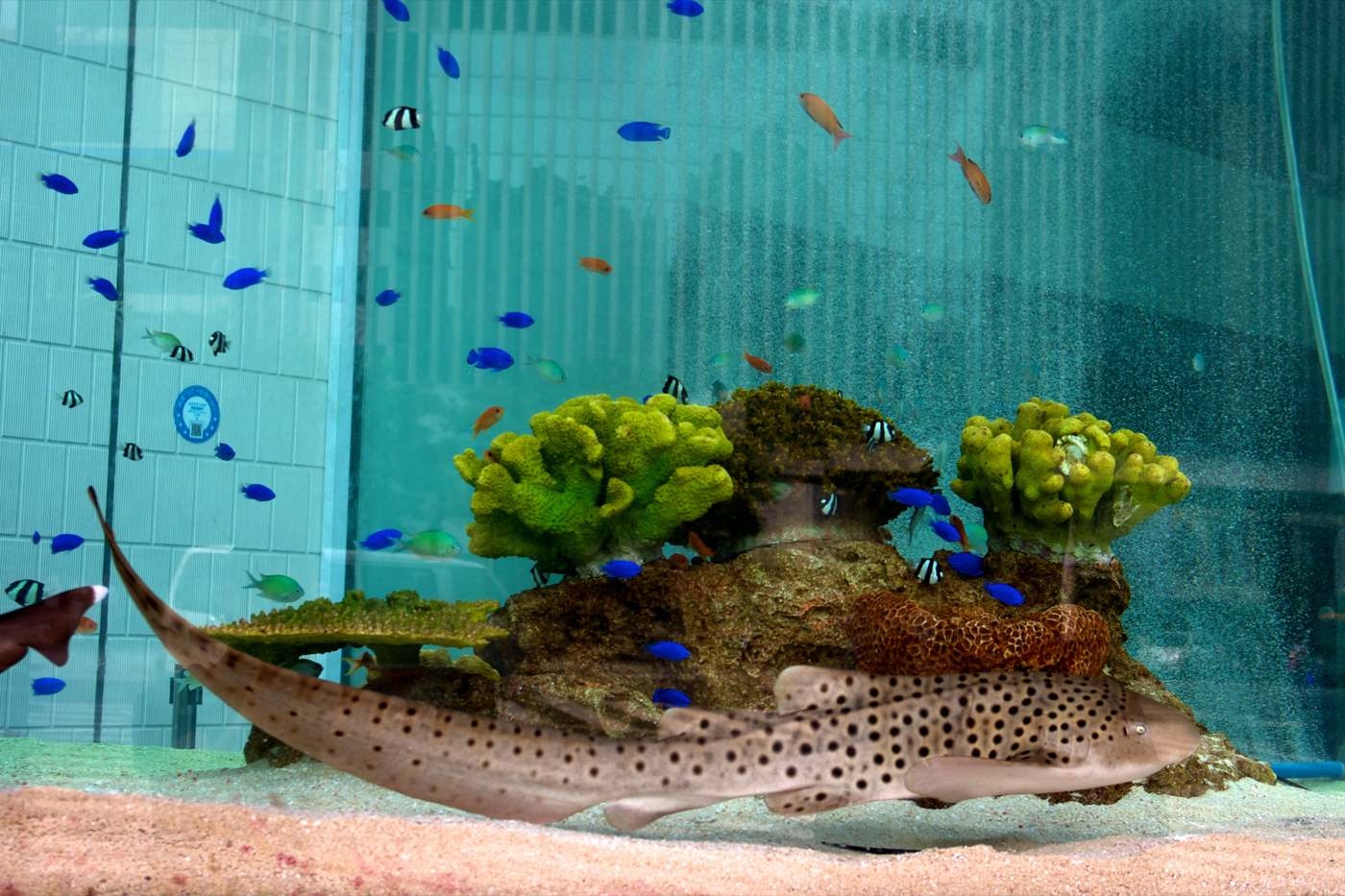 Photograph of an adult zebra shark showing the spotted pattern seen after the juvenile banded stage; not to scale.