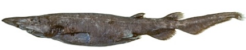 Roughskin catshark reference photograph showing the slender body and broad head; not to scale.