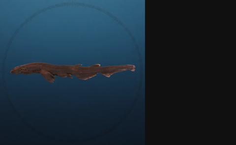 Generated editorial rendering of Apristurus breviventralis using the PocketShark reference-assisted workflow, shown in lateral specimen-board profile; not to scale.