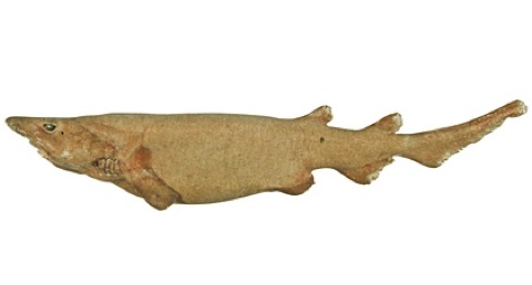 Bighead catshark reference photograph showing the large head and slim body; not to scale.