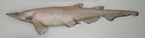 Pale catshark reference photograph showing the light body tone and narrow tail; not to scale.