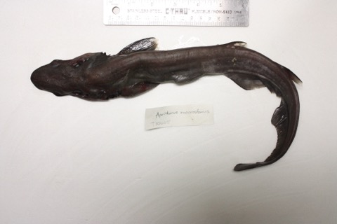 University of Kansas specimen photograph of Apristurus herklotsi in profile; not to scale.