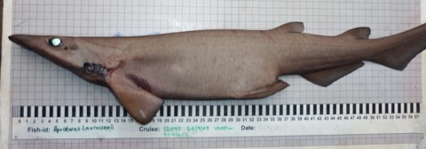 Iceland catshark photographed in profile with the rounded head visible; not to scale.