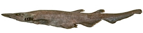 Black roughshark reference photograph showing the dark body and broad head; not to scale.