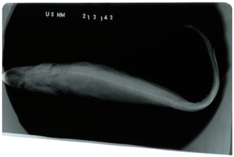 USNM specimen photograph of Apristurus nasutus in lateral view; not to scale.