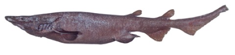 Fat catshark reference photograph showing the stout body and large head; not to scale.
