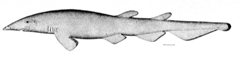 Apristurus profundorum historical illustration showing the elongated body and narrow tail; not to scale.