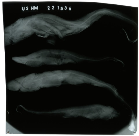 USNM specimen photograph of Apristurus riveri in lateral view; not to scale.