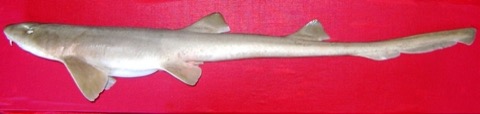 Arabian carpetshark reference photograph showing the slender carpetshark body and soft mottling; not to scale.