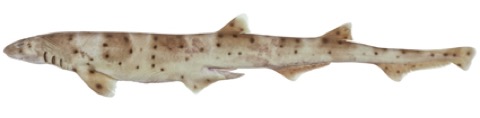 Western spotted catshark reference photograph showing the elongated body and spotted dorsal surface; not to scale.