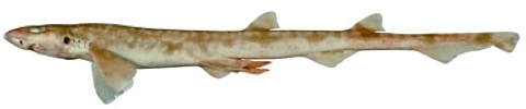 Dwarf catshark reference photograph showing the small spotted body and rounded snout; not to scale.