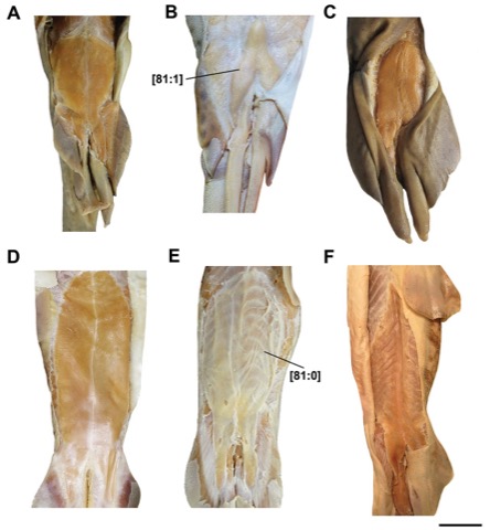 Asymbolus rubiginosus scientific figure showing the body pattern and caudal fin shape; not to scale.