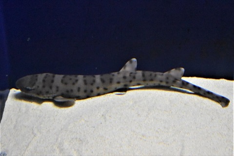 Bali catshark aquarium photograph showing the banded body and rounded fins; not to scale.