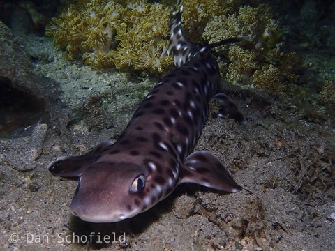 Atelomycterus erdmanni photograph showing the pale banded body and rounded snout; not to scale.
