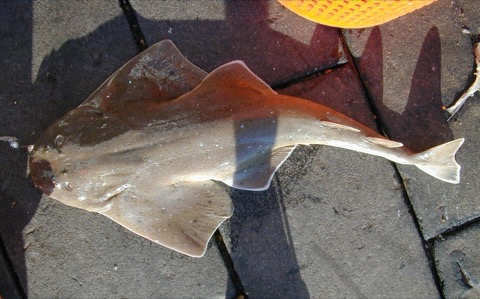 Atlantic angel shark reference photograph showing the flattened head and broad pectoral fins; not to scale.