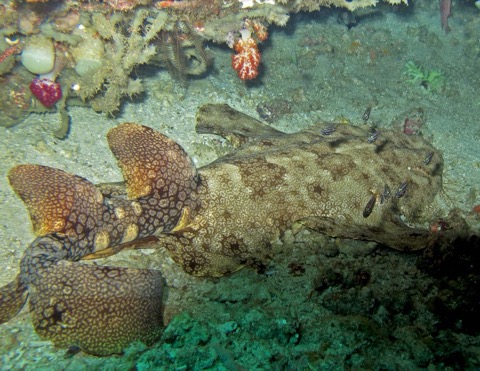 Bearded wobbegong photograph showing the ornate head tassels and mottled camouflage; not to scale.