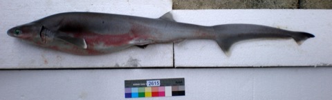 Bigeye sixgill shark reference photograph showing the slender body and large eye; not to scale.