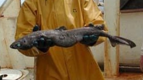 Black dogfish reference photograph showing the dark body, stout dorsal spines, and large eye; not to scale.