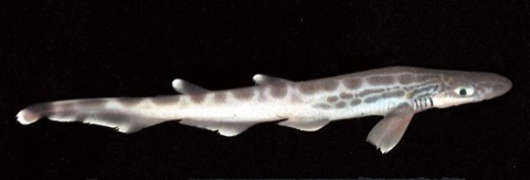 Blackmouth catshark photograph showing the slender body and prominent dark mouth; not to scale.