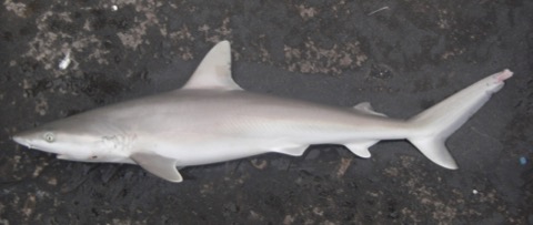 Blacknose shark reference photograph showing the dusky snout tip and slim body; not to scale.