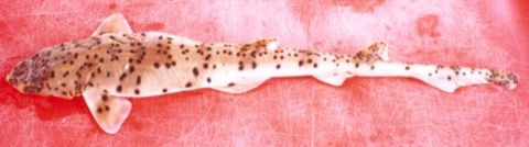 Blackspotted catshark reference photograph showing the slim body and scattered dark spotting; not to scale.