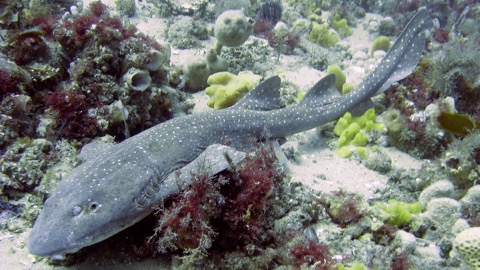 Blind shark photograph showing the short rounded body and dark mottling; not to scale.