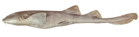 Bluegrey carpet shark reference photograph showing the compact carpetshark body and blunt head; not to scale.