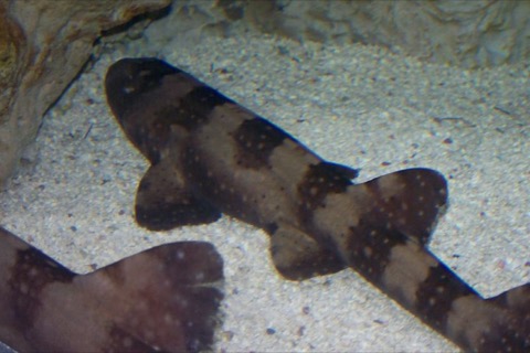 Bluespotted bamboo shark photograph showing the elongated body and pale spotting; not to scale.