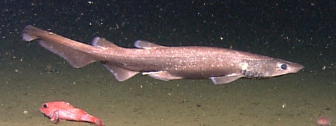 Brown catshark reference photograph showing the uniform dusky body and broad head; not to scale.