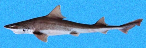 Brown smoothhound reference photograph showing the slim body and rounded smoothhound fins; not to scale.