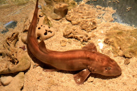 Brownbanded bamboo shark photograph showing the banded juvenile-style pattern and slender body; not to scale.