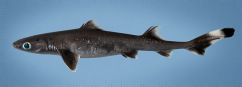 Generated editorial rendering of Bythaelurus alcockii using the PocketShark reference-assisted workflow, guided by genus-level Bythaelurus reference art; not to scale.