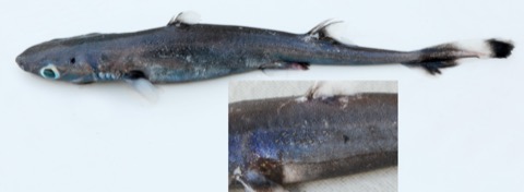 National Fish Collection specimen photograph of Bythaelurus lutarius in profile; not to scale.