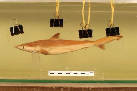 Borneo shark specimen photograph showing the slim requiem shark profile and pointed snout; not to scale.