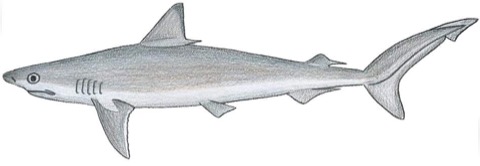 Caribbean sharpnose shark reference photograph showing the slim body and pointed snout; not to scale.