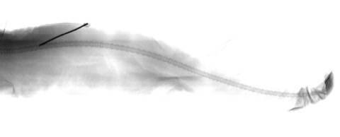 Museum specimen photograph of Centrophorus lesliei showing the deepwater dogfish profile; not to scale.