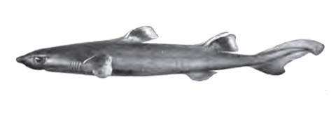 Historical illustration of Centroscyllium ritteri in lateral view; not to scale.