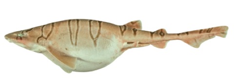 Reticulated swellshark reference photograph showing the netlike patterning and broad head; not to scale.