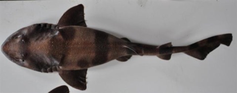 Indian swellshark reference photograph showing the blotched body and broad head; not to scale.