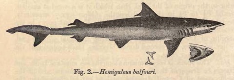 Hooktooth shark historical illustration showing the long snout and arched body profile; not to scale.
