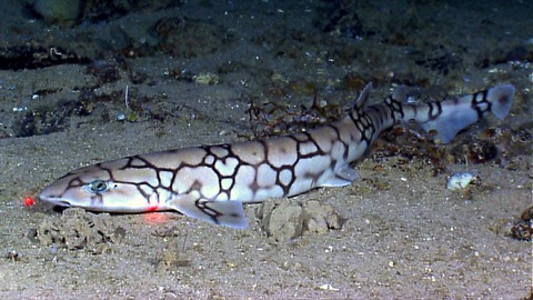 Chain catshark deep-sea photograph showing the net-like chain pattern across the body; not to scale.
