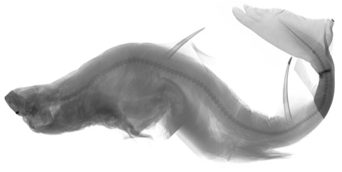 California Academy of Sciences specimen photograph of Cirrhigaleus barbifer in lateral view; not to scale.