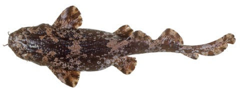 Cobbler carpet shark reference photograph showing the short body and mottled pattern; not to scale.