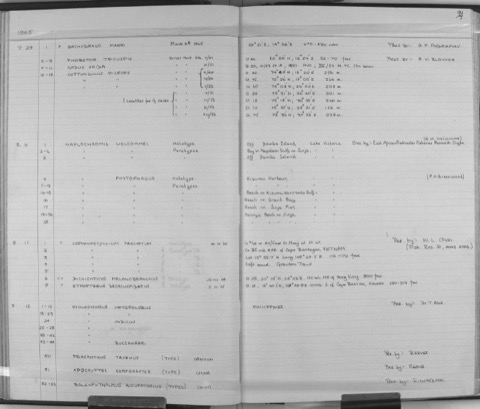 Natural History Museum specimen photograph of Dichichthys melanobranchus in profile; not to scale.