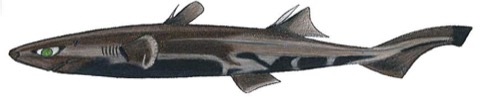 Dwarf lanternshark reference photograph showing the tiny dark body and large eye; not to scale.