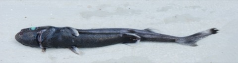 National Fish Collection specimen photograph of Etmopterus alphus in profile; not to scale.