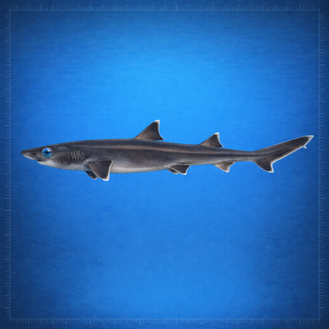 Generated editorial rendering of Etmopterus Brosei using the PocketShark Codex reference-assisted workflow, shown in lateral specimen-board profile; not to scale.