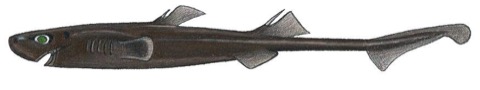 Carter's lanternshark specimen photograph showing the elongated body and pointed snout; not to scale.